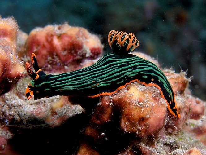 Изменчивый неоновый слизняк (Nembrotha kubaryana[англ.]) на дне моря.