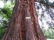 Séquoia géant (hauteur 43 m, diamètre 4 m) dans le parc du Windeck.