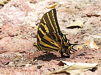 Papilio pilumnus vu de profil