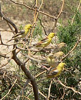 Sudan golden sparrows, seen here on the Red Sea coast of Sudan, are highly gregarious outside of the breeding season.