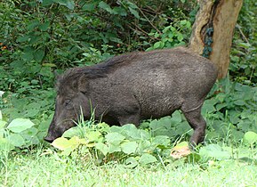 বনৰীয়া গাহৰিৰ পৰিয়াল