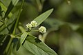 Pfaffia glomerata flores