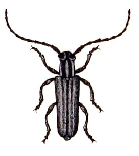 Phytoecia nigricornis