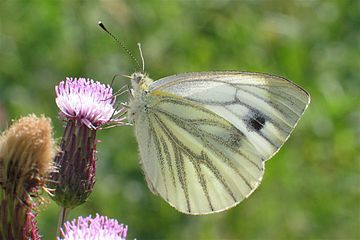 Žilićasti kupusar (Pieris napi)