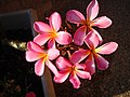 or a frangipani...