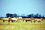 A herd of Przewalski's horses running in a steppe