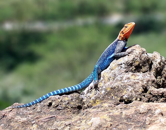 Ящерица (Agama agama) в национальном парке озера Накуру, Кения