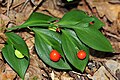 Ruscus hypoglossum, cladodes et fruits.