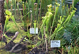 Sarracenia flava dans une serre du jardin (2010).