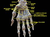 Wrist joint. Deep dissection. Anterior, palmar view