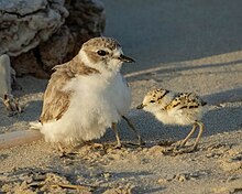 Photograph of a resting adult snowy plover with two chicks around it, in low-angled sunlight