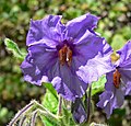 Solanum wallacei