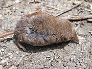 Brown shrew