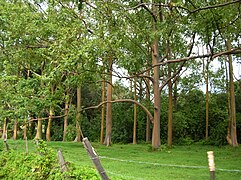 Forêt d'Eucalyptus deglupta à Maui (Hawaii).