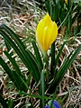 Sternbergia lutea 21 octobre 2012