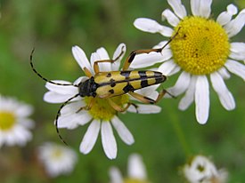 Leptura maculata Poda, 1761 ♂