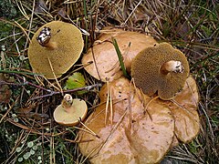 Le Bolet des bouviers (Suillus bovinus), comestible médiocre, plus au moins laxatif.