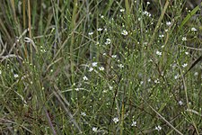 A plant in flower