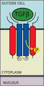 Type II receptor recruits type I receptor and phosphorylates