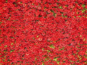 un mur de roses rouges