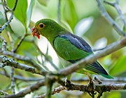Green parrot with blue back and yellow eye-spot