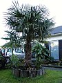 Trachycarpus fortunei