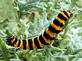 Image 24The black and yellow warning colours of the cinnabar moth caterpillar, Tyria jacobaeae, are avoided by some birds. (from Animal coloration)