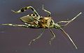 Western conifer seed bug in my kitchen