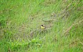 YELLOW WAGTAIL (MOTACILLA FLAVA) BIRDS IN WET GRASS