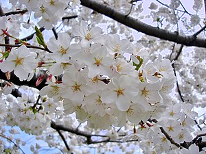 زهر أبيض لشجرة كرز للزينة في موسم ساكورا في اليابان.