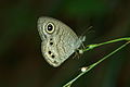 Underside, wet-season form