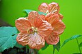 Abutilon Bella Apricot Shade