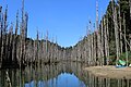 2015年5月3日 (日) 13:33時点における版のサムネイル