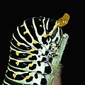 Old World swallowtail caterpillar everting its osmeterium in defense.