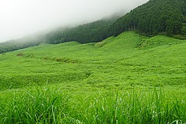 夏のすすき草原