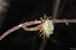 Miniatura para Acanthocereus atropurpureus