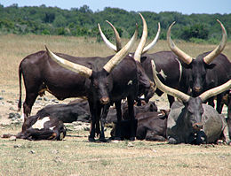 photo d'un troupeau de vaches africaines