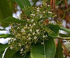 Alstonia macrophylla contains Corynanthe alkaloids