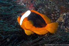 Description de l'image Amphiprion rubrocinctus RLS.jpg.