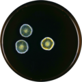 Aspergillus intermedius growing on MEAOX plate