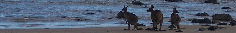 Kangaroos on a beach - show another panorama