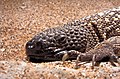 Image 15 Mexican beaded lizard More selected pictures