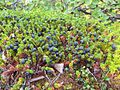 Crowberry Empetrum nigrum sortebær / reveling Almindelig Revling