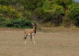 Une antilope cervicapre mâle. Le sanctuaire a été fondé pour protéger cette population relique.