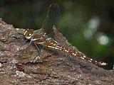 Female side view