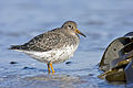 Calidris maritima