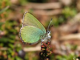 Zöldfonákú lepke (Callophrys ruby)