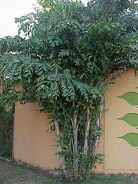 Caryota mitis