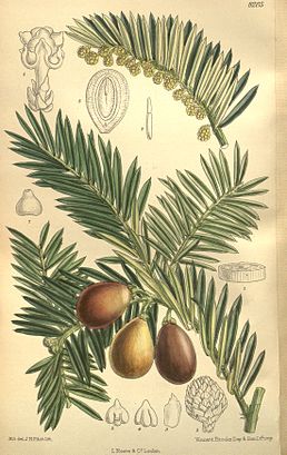 Cephalotaxus harringtonia. Ботанічна ілюстрація з Curtis's Botanical Magazine. – London, 1909. – vol. 135