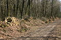 Chemin dans la forêt de Quénécan (Bretagne)